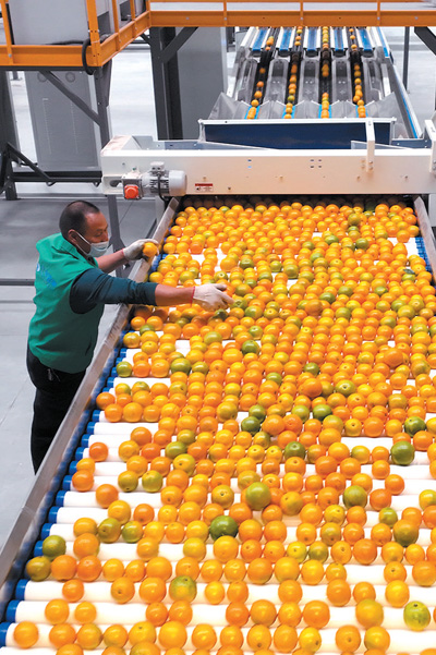 做大做強農產品加工業——新時代畫卷下的發展路徑