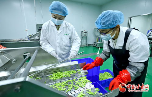 隴拍客聚焦山丹 蔬菜精深加工，鏈出高價值農產品