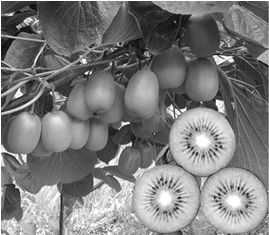 芝加哥 從運河到鐵路的工業崛起