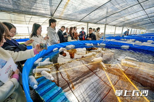 一季度長沙農產品加工業銷售收入突破917億元，同比增長6.5%展現穩健發展