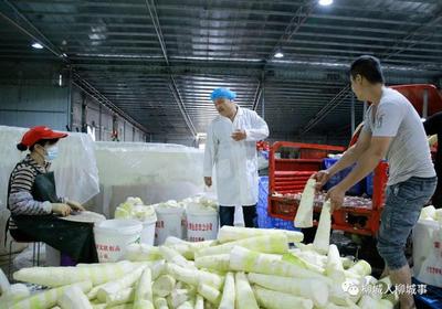 東泉之名探源及其農產品加工產業發展