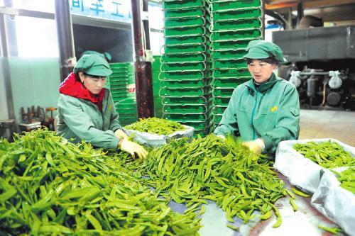 農村四禁令解除 農產品加工迎來新機遇，村民期盼已久