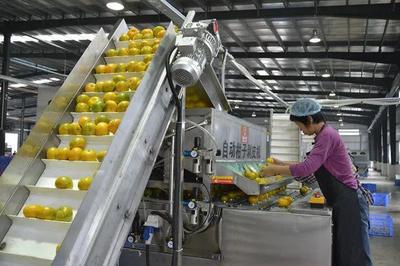 我國農產品加工業迎來重大機遇 產業集群引領產業升級