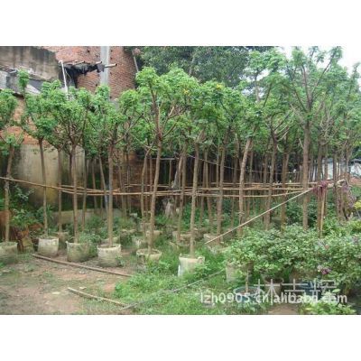園林綠化工程 景觀工程 設(shè)計(jì) 施工及供應(yīng)苗木 黃花槐 移植苗