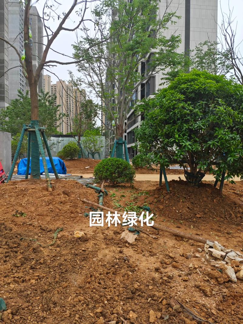 光谷中央公園體育場地設施工程建設提速，綠色生態與全民健身協同發展
