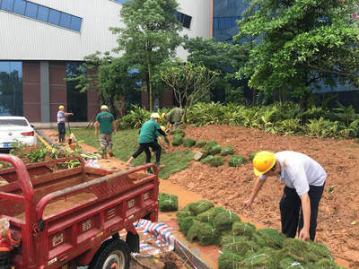 提高園林綠化苗木種植成活率的關鍵措施與體育場地設施工程施工的協同考量